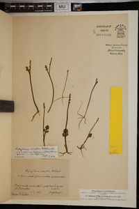Botrychium simplex var. tenebrosum image