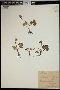 Botrychium ternatum image