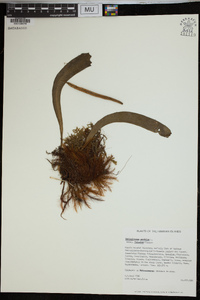 Ophioglossum pendulum image