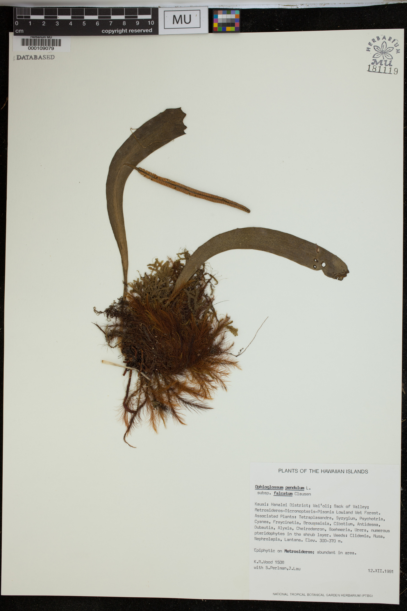 Ophioglossum pendulum subsp. falcatum image