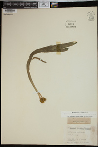 Ophioglossum pendulum image