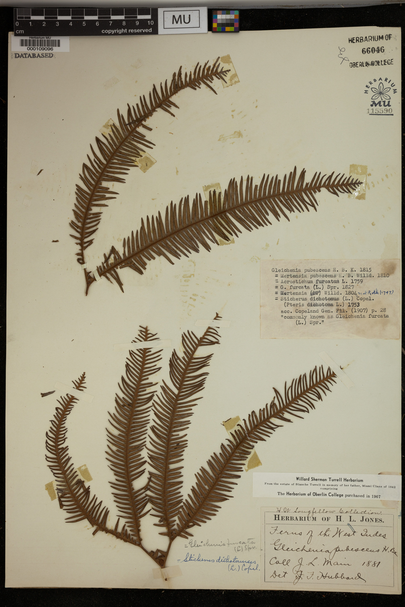 Gleichenia furcata image