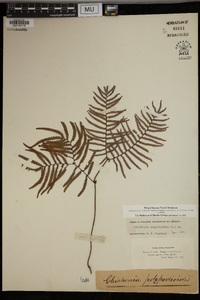 Gleichenia polypodioides image