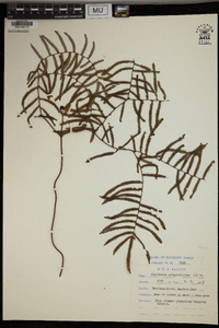 Gleichenia polypodioides image