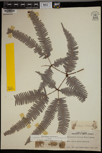 Dicranopteris linearis image