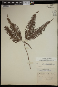 Dicranopteris linearis image