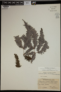 Dicranopteris linearis image