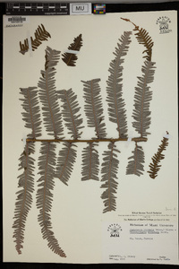 Gleichenia linearis image