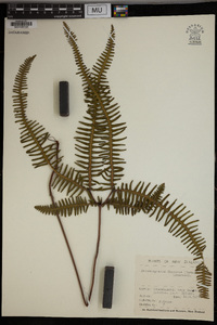 Dicranopteris linearis image