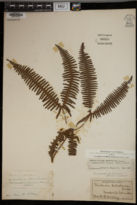 Dicranopteris linearis image