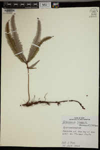 Gleichenia linearis image