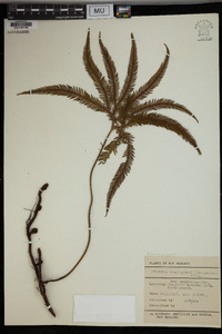 Sticherus cunninghamii image