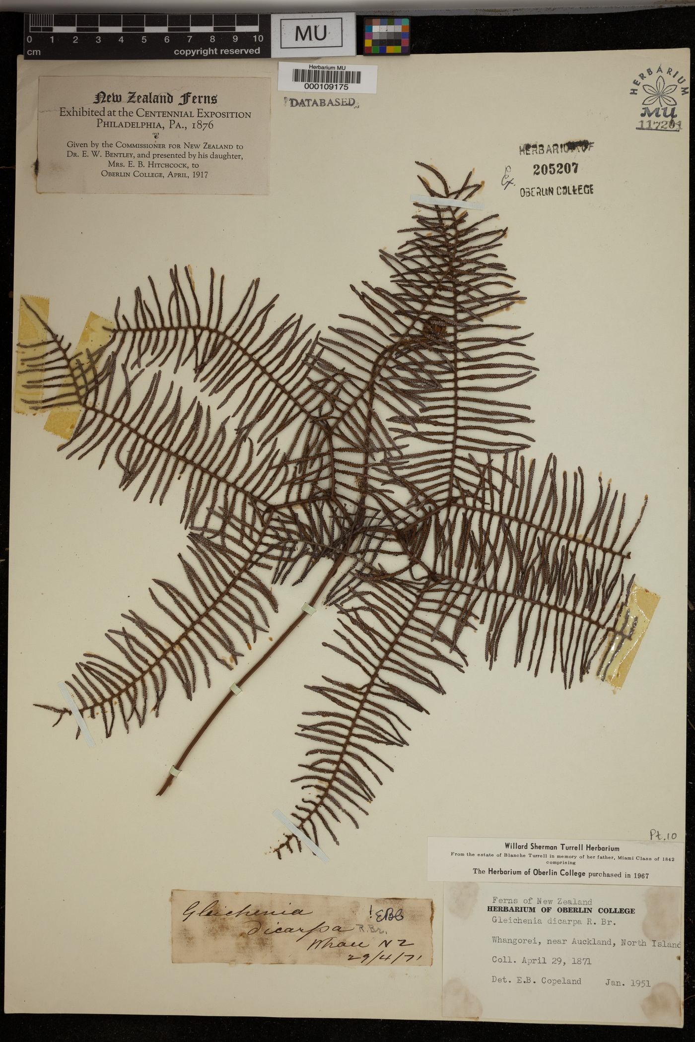 Gleichenia dicarpa image