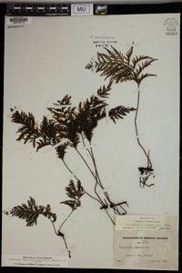 Vandenboschia radicans image