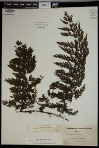 Vandenboschia radicans image