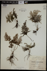 Vandenboschia radicans image