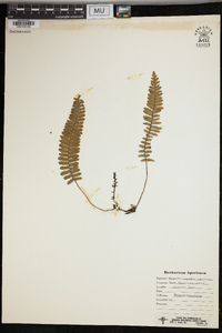 Trichomanes crispum image