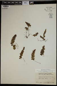 Hymenophyllum asplenioides image