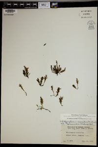 Didymoglossum hymenoides image