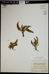 Didymoglossum pusillum image