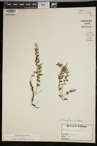 Vandenboschia boschiana image