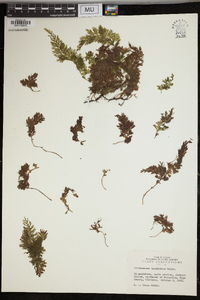 Vandenboschia boschiana image