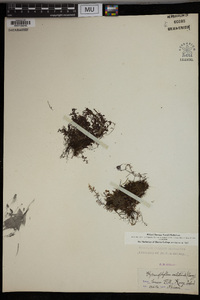 Hymenophyllum unilaterale image