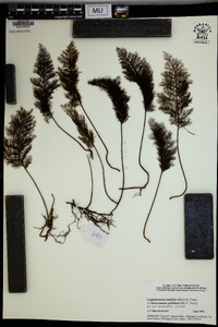 Hymenophyllum pallidum image