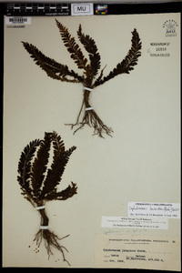 Cephalomanes laciniatum image