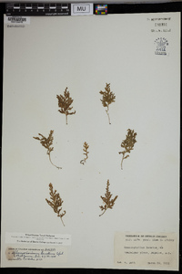 Hymenophyllum lanatum image