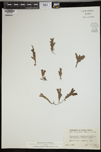 Trichomanes polypodioides image