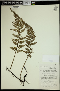 Vandenboschia striata image