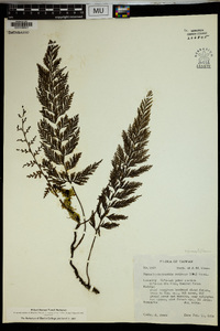 Vandenboschia radicans image