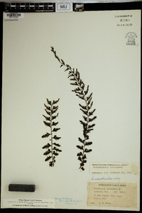 Vandenboschia auriculata image