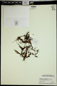 Hymenophyllum pallidum image