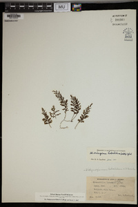 Hymenophyllum holochilum image