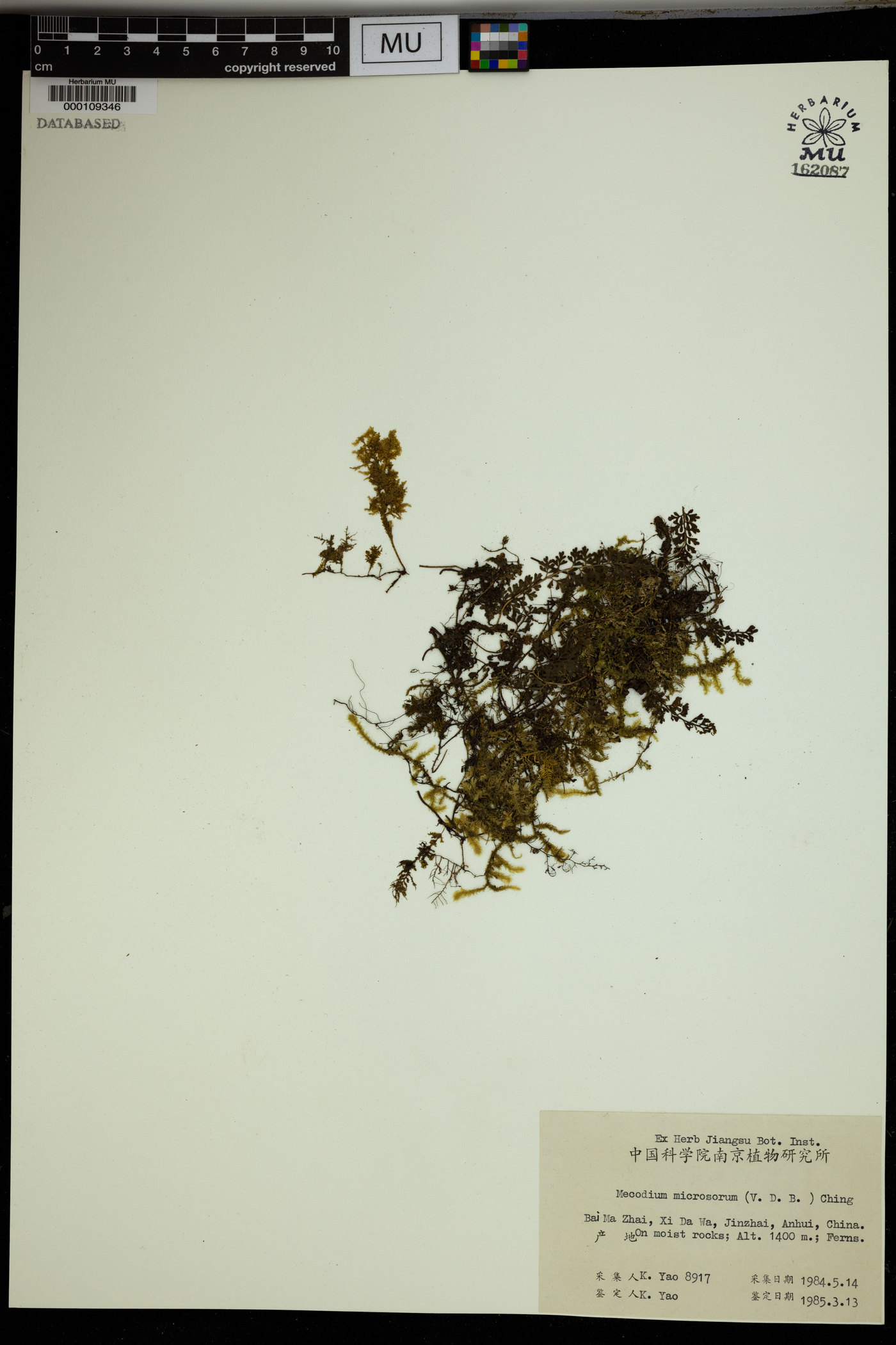 Hymenophyllum fumarioides image