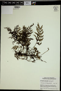 Hymenophyllum reinwardtii image