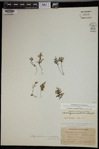 Hymenophyllum acanthoides image