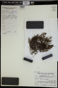 Hymenophyllum productum image