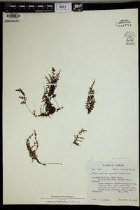 Mecodium polyanthos image