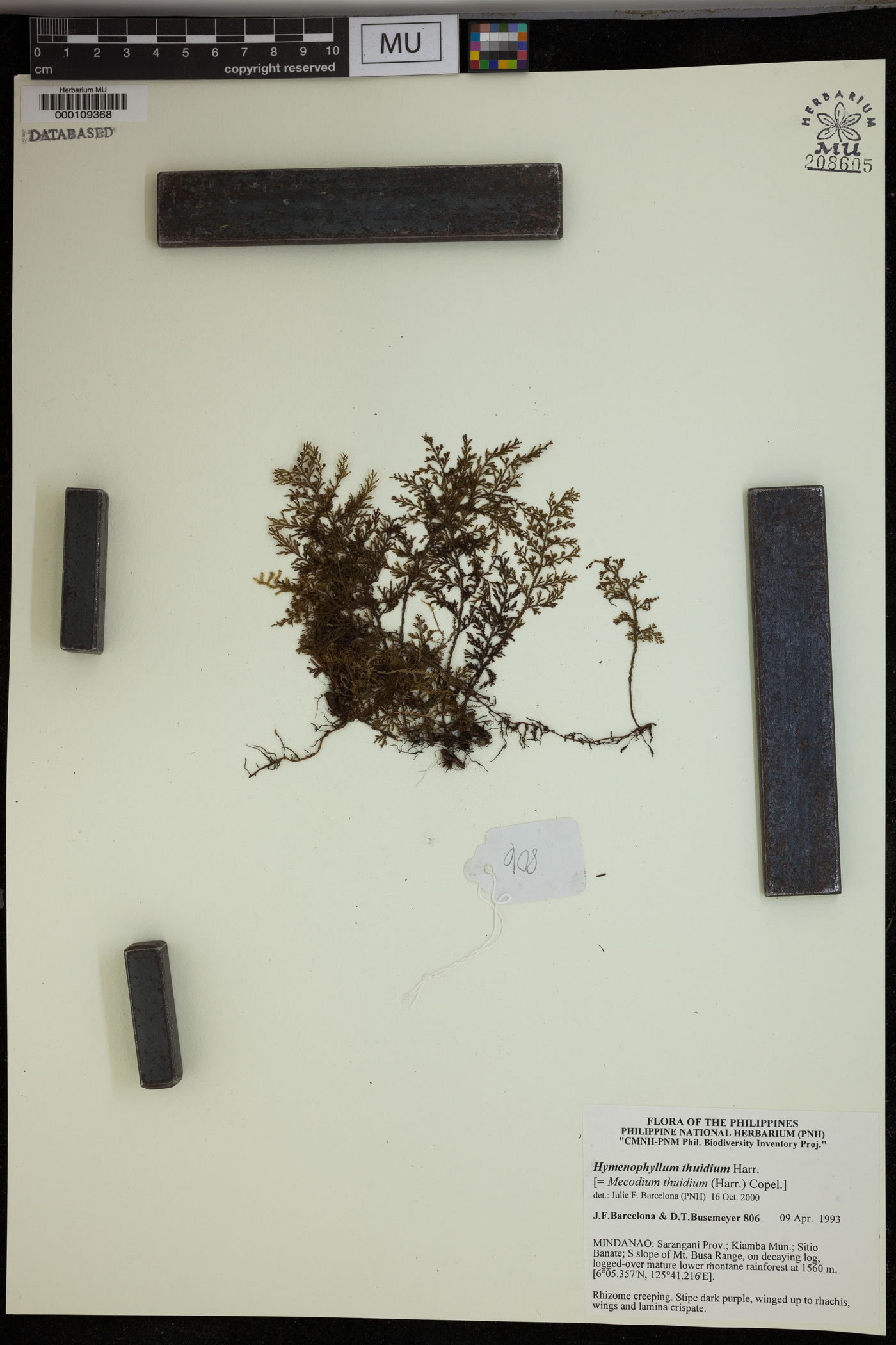 Hymenophyllum thuidium image