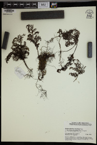 Hymenophyllum thuidium image