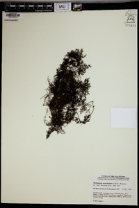 Hymenophyllum acanthoides image