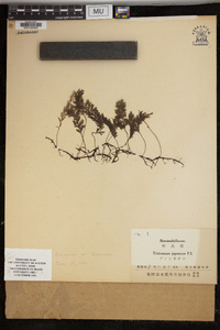 Media resource of Trichomanes japonicum