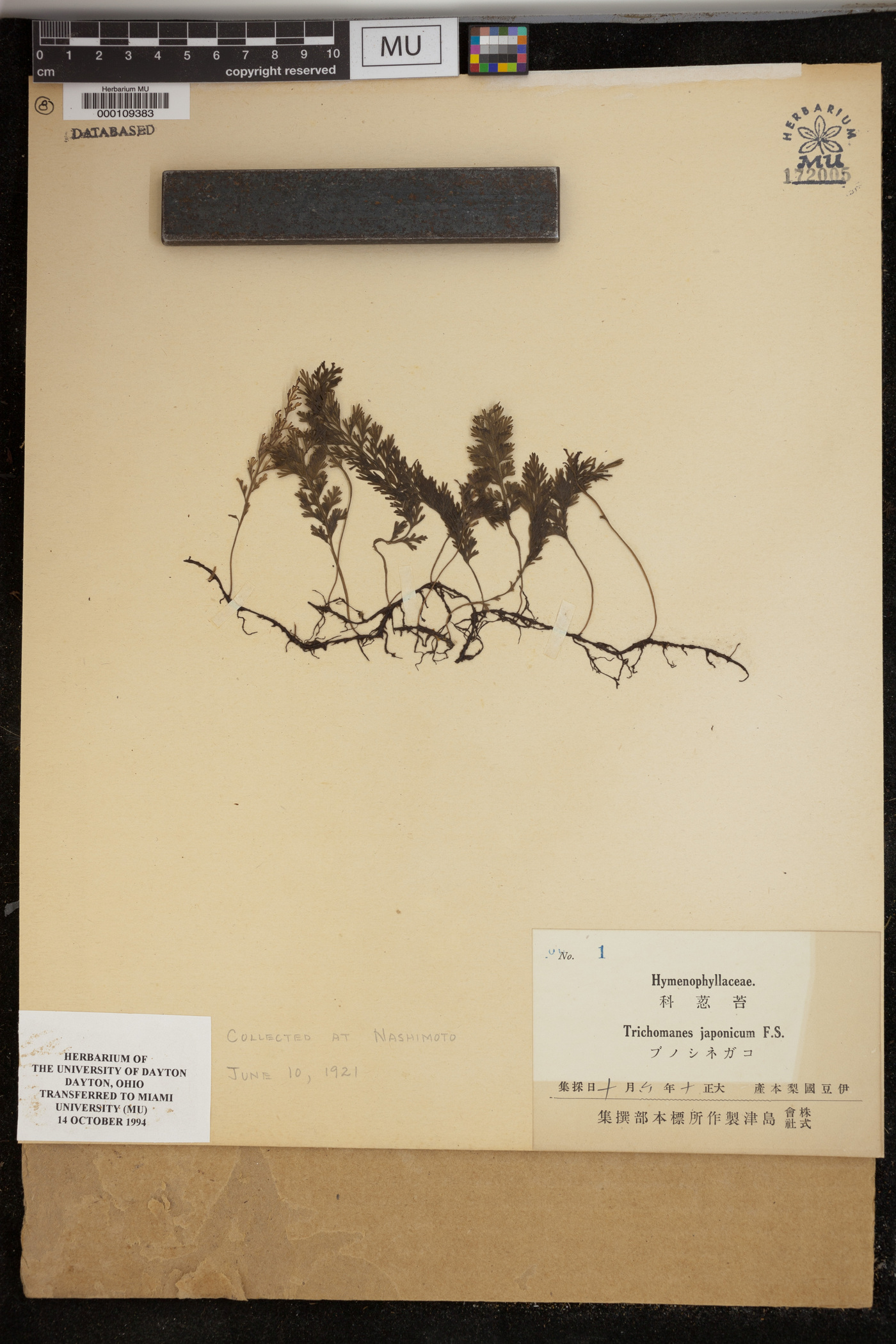 Trichomanes japonicum image