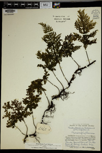 Vandenboschia radicans image