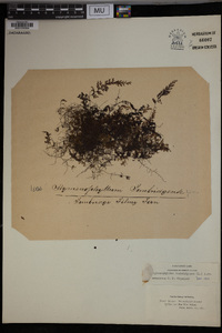 Hymenophyllum tunbrigense image