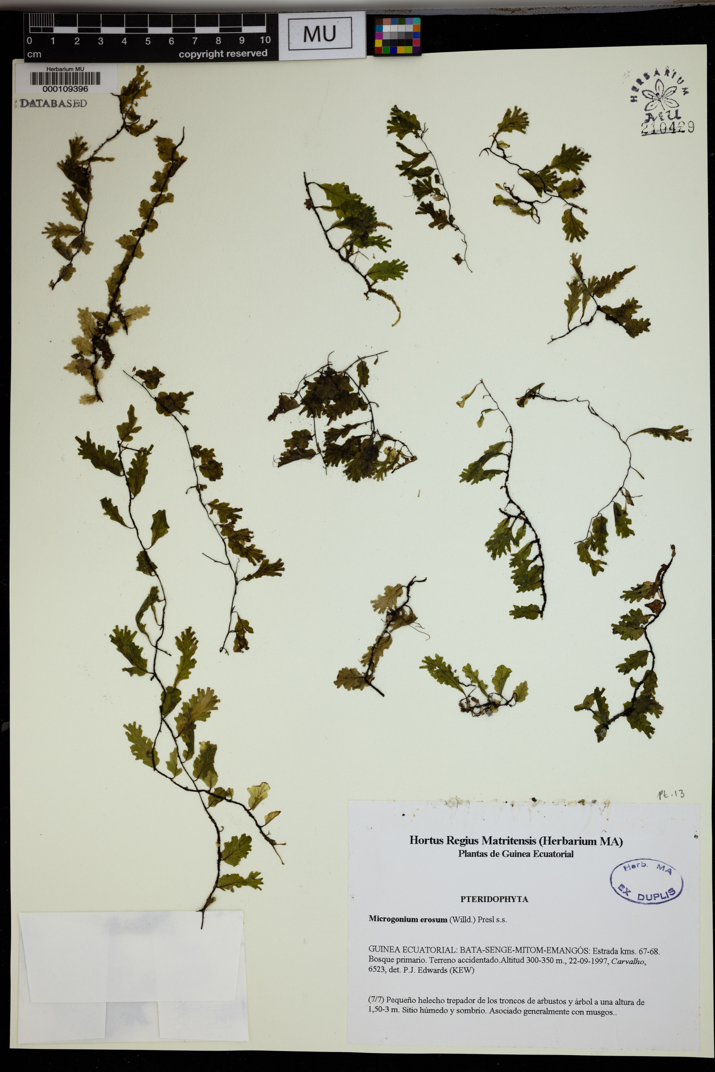 Didymoglossum erosum image