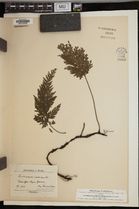Trichomanes pedicellatum image